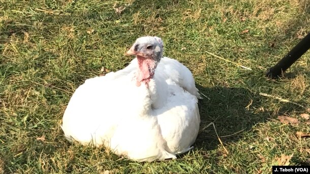 Tallulah is just one of the many happy turkeys who have found refuge at Poplar Spring Animal Sanctuary in Poolesville, Maryland.