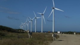 SHBA: A i dëmton shpendët energjia e erës?