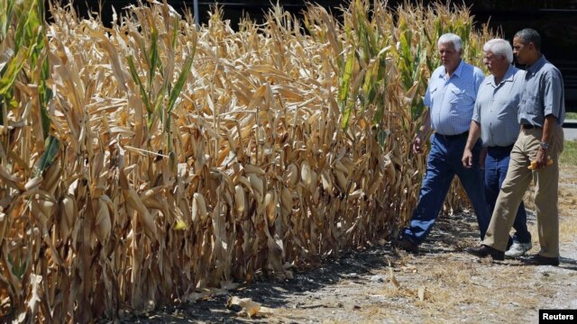 U.S. President Barack Obama (R) walks around the McIntosh family farm with the owners to view drought-ridden corn fields in Missouri Valley, Iowa, Aug. 13, 2012.