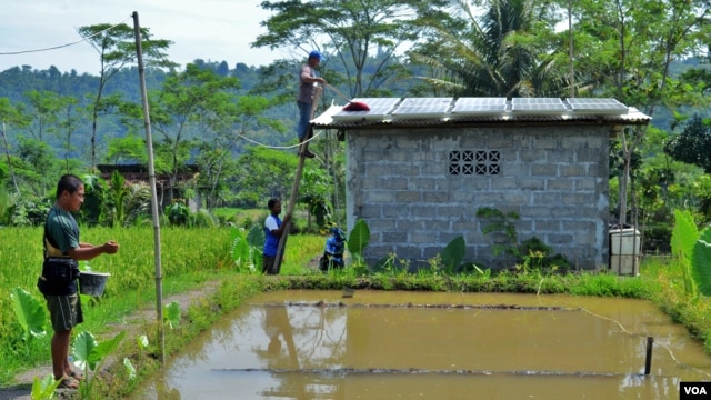 Petani ikan anggota kelompok tani 'Sembada Mina Mandiri' sedang membersihkan panel-panel surya dan memberi makan ikan (foto: Nurhadi Sucahyo).