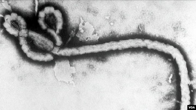 Ebola virus