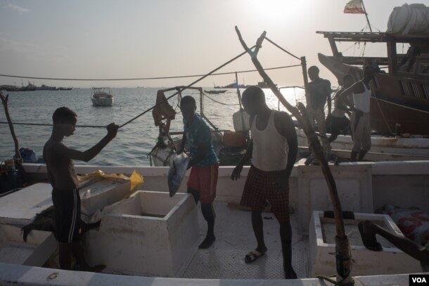 Fishermen pass their catch onto shore in the harbor of Berbera, Somaliland, Aug. 16, 2016. (J. Patinkin/VOA)