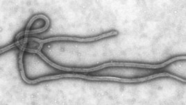 Ebola virus