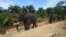 Indonesian mahouts and elephants conducting a patrol along Leuser Ecosystem corridor close to palm oil plantations in Leuser National park, South Aceh, April 16, 2016. 