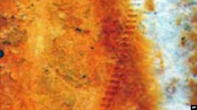 A vein of the fossilized katydid wing shows a row of teeth for song-making. About 72mm across, the wing is larger than a modern katydid's.