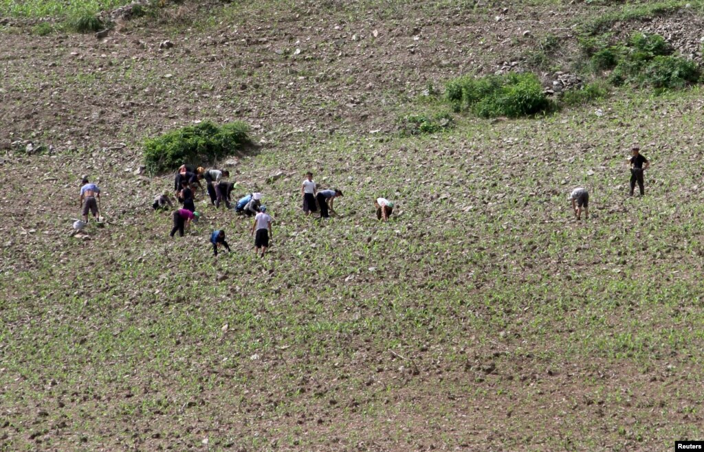 UN: Drought-hit North Korea Cuts Food Distribution - VOA - Voice of America