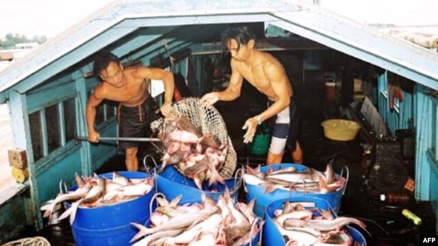 Cuộc đại chiến cá tra - cây muốn lặng mà gió chẳng ngừng