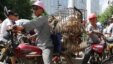 FILE - Dogs jumbled in cages are on the way to the market, Yulin, China.