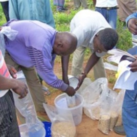 Men distributing aflasafe to farmers in Nigeria.