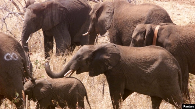 Beberapa gajah dilepaskan di Taman Limpopo Transfrontier di Gaza, Mozambique (Foto: dok.)