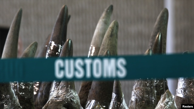 Similar to a recent seizure by Philippines officials, part of a shipment of 33 rhino horns seized by Chinese customs agents displayed at news conference, Hong Kong, Nov. 15, 2011.