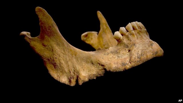 Para peneliti Universitas Leicester yakin bahwa  kerangka yang digali Oktober tahun lalu ini adalah tulang belulang Raja Inggris Richard III yang meninggal tahun 1485 (foto: dok).  