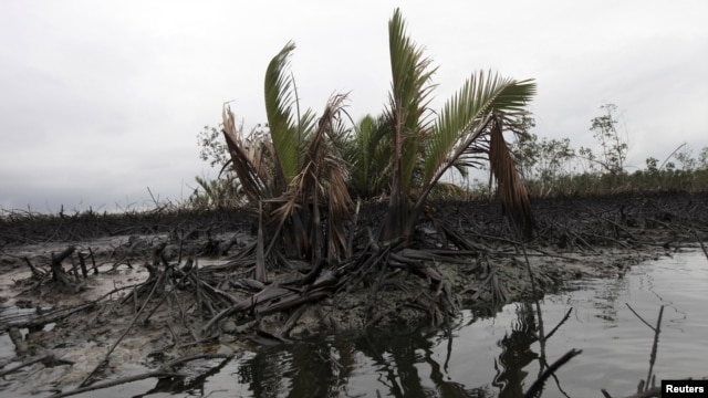 Oil slick flows at the base of the mangrove at Bodo creek, outside Nigeria's oil hub city of Port Harcourt August 2, 2012. 