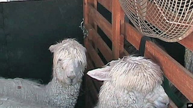 Unlike in South America, North American alpacas are not raised for meat, but for their valuable fleece.