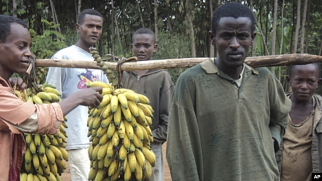 Farmers with harvested bananas, August 6, 2011. Farmers in the south of Ethiopia need most of their crops to feed their families, leaving hardly anything to be sold at market.  