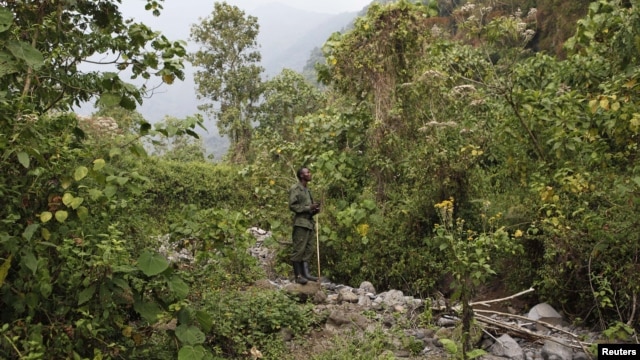 A park ranger tracks mountain gorillas in Virunga National Park in the Democratic Republic of Congo on August 19, 2010.