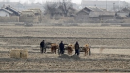 North Korean farmers walk past a field on Hwanggumpyong Island, near the town of Sinuiju, March 2, 2012. 