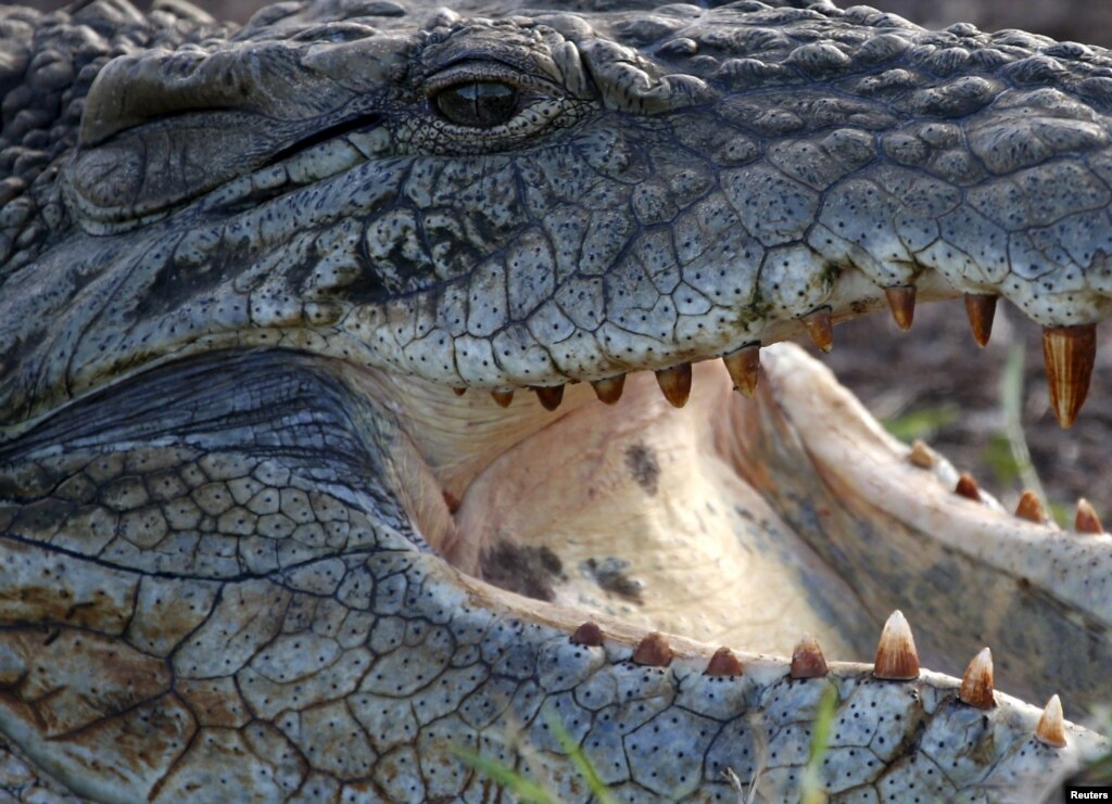 Nile Crocodiles Discovered in Florida Gator Country