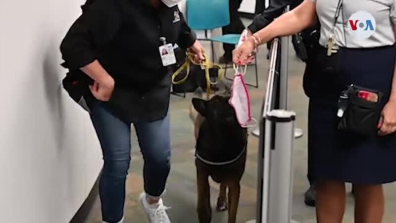 Perros entrenados detectan el COVID-19 en el aeropuerto internacional de Miami
