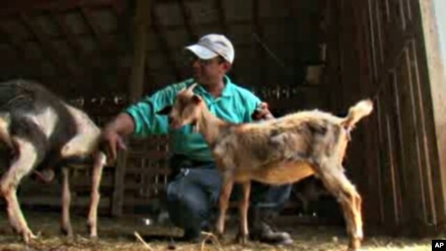 Mukit Hossain left a corporate job and moved his family to the country to raise goats. Sales for his organic, halal meat are brisk.