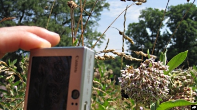 Bee hunters across the US take pictures of pollinators and the plants they pollinate, and then upload them to an online database that keeps track of trends showing the effects of climate change, pollution or invasive species.
