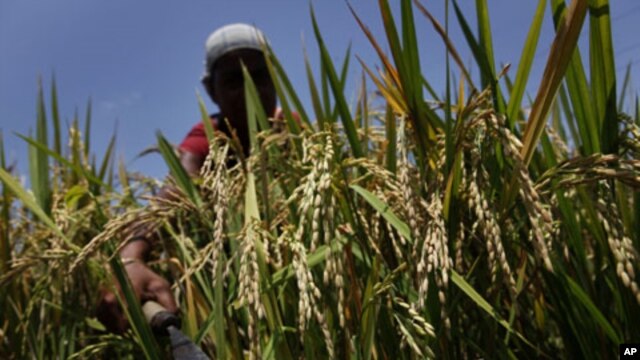 Parts of India could eventually lose more than 5 percent of the growing season as a result of climate change. Here, an Indian woman cuts crops in Burha Mayong on May 26, 2011.