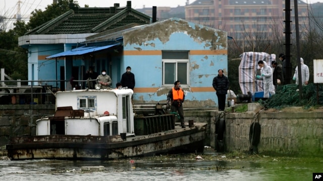 Authorities check the dead pigs, not seen, which have been pulled out from the river on a barge, Mar. 11, 2013, on the outskirts of Shanghai, China. 