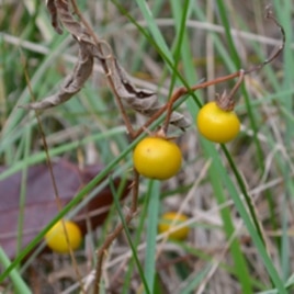 The yellow fruit of the horse nettle looks like small tomatoes, but is highly poisonous. Even animals stay away from this plant.