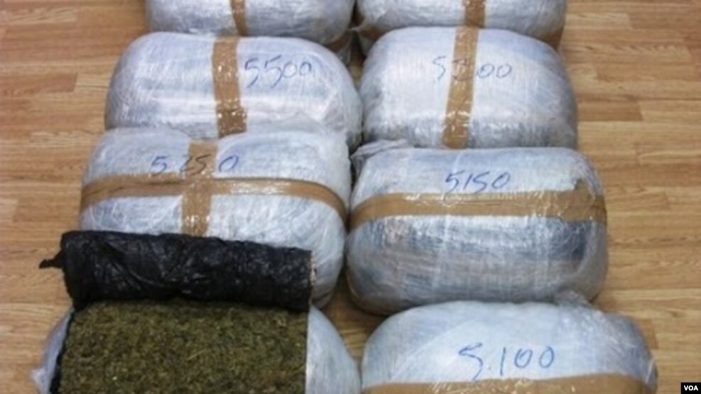 Marijuana shqiptare drejt Hollandës