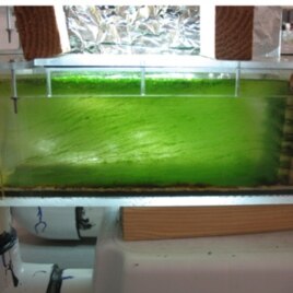 This sample mock stream contains algae growth after six months and represents between 12 to 15 generations and millions of algae cells.