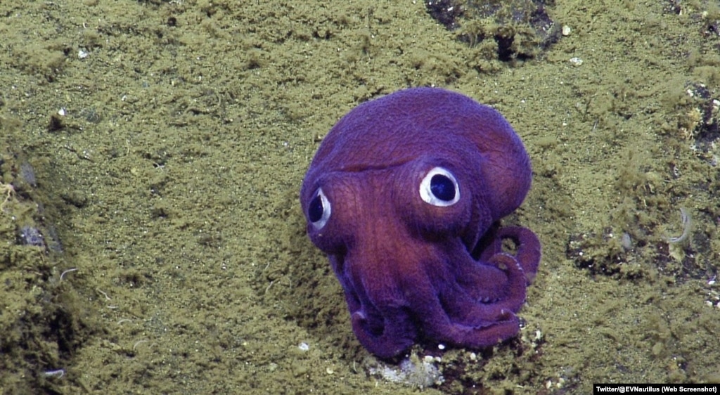 scientists-go-crazy-about-a-big-eyed-squid