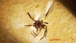 A rare 100-million-year-old fossil of a spider in limestone