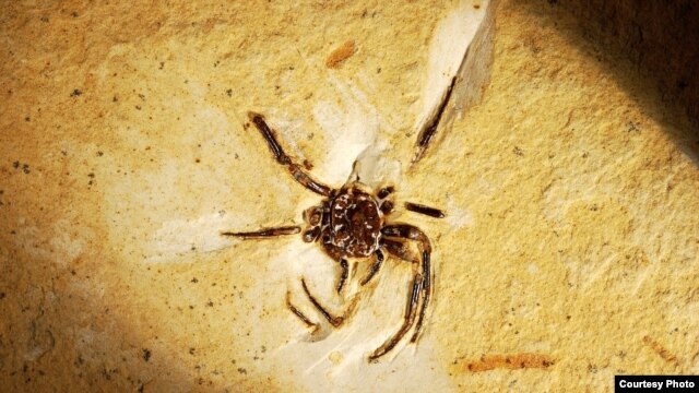 A rare 100-million-year-old fossil of a spider in limestone