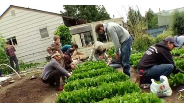 At work in an Alleycat Acres garden