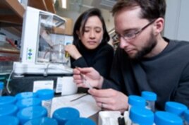 University of Chicago Chemistry professor Ka Yee Lee, postdoctoral scholar Niels Holten-Andersen and team have invented a new synthetic mussel-inspired material that exhibits both strength and reversibility.