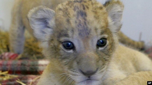 A new baby lion cub on display at the Riverbanks Zoo and Garden in Columbia, S.C. 
