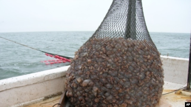 Jellyball fishing - catching jellyfish - is Georgia’s third largest commercial fishery - after shrimp and crabs.
