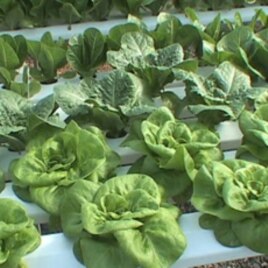 Mary Ellen Taylor grows lettuce and other salad greens in a greenhouse, without soil, on her family farm in Loudoun County, Virginia.