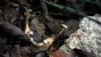Hàm răng người trong một nấm mộ được phát hiện gần biên giới Thái Lan-Malaysia.