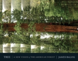 For his book 'Tree: A New Vision of the America Forest,' James Balog snapped this picture of a Giant Sequoia while rappelling down from the canopy.