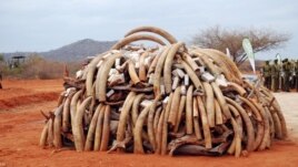 Ivory that was confiscated in Singapore in 2002 and returned to Kenya was burned during the first African Elephant Law Enforcement Celebrations held on July 20, 2011 at Kenya Wildlife Services Field Training School at Manyani, Kenya. (Steve Njumbi / IFAW)