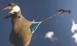 The Worldwide Fund for Nature has been relocating rare black rhino to areas in South Africa where the animals will hopefully breed
