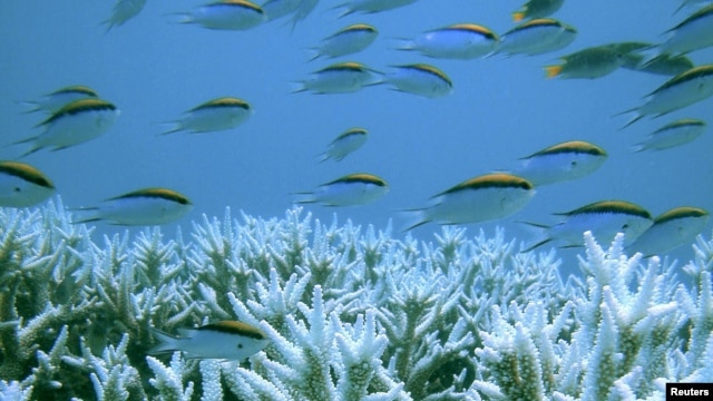 Khu vực Great Barrier Reef là nơi có đủ loại san hô đẹp lạ lùng, và những hệ thực vật và động vật biển khác rất bắt mắt