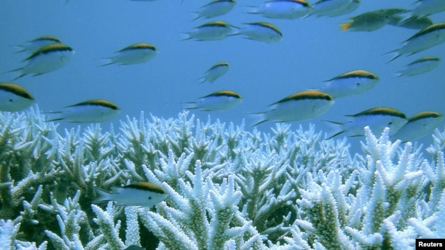 Corals and fish are seen at Australia's Great Barrier Reef (file photo).