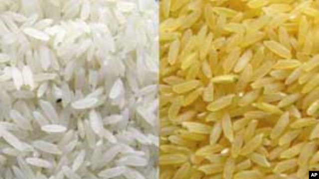 Golden Rice gets its yellow color from beta-carotene, or provitamin A, inserted into the strain of rice to enhance its nutrition value (Golden Rice Project).
