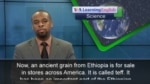 Will Ethiopia's Teff Be the Next Super Grain? Will Ethiopia's Teff Be the Next Super Grain?