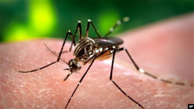 Mosquito aedes aegypti responsable de la transmisión del virus zika.