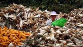 A woman sits between piles of corn as she removes the husks on a road located on the outskirts of Beijing, October 16, 2012.