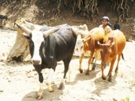 An international food NGO is warning that indigenous animal breeds around the world, such as these Ethiopian cattle, are dying out … largely as a result of the world’s increasingly industrialized food production system