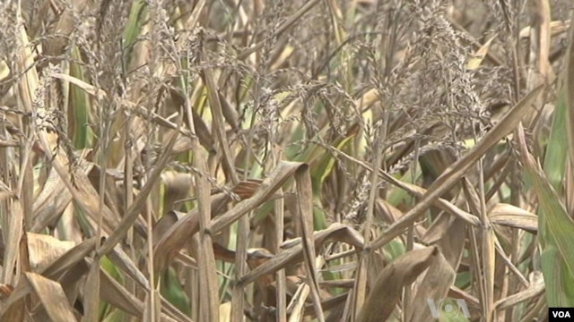 Drought in the United States and the Russian Federation has reduced anticipated global corn and wheat supplies. 